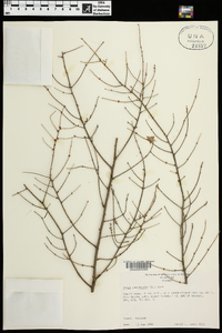 Tsuga canadensis image