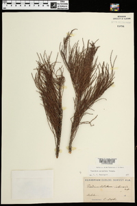 Taxodium ascendens image