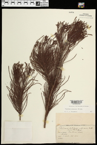 Taxodium ascendens image