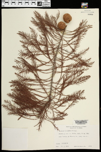 Taxodium ascendens image