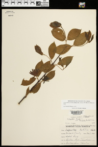 Calycanthus floridus var. glaucus image