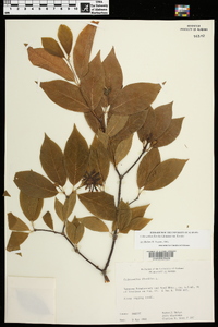 Calycanthus floridus var. floridus image