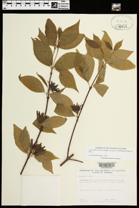 Calycanthus floridus var. glaucus image