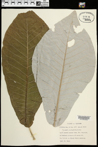 Magnolia macrophylla image