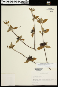 Calycanthus floridus var. floridus image