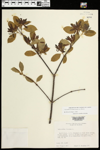 Calycanthus floridus image