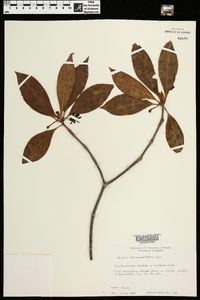 Illicium floridanum image