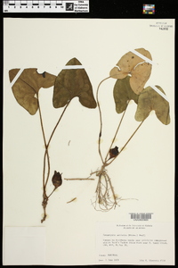 Hexastylis arifolia image