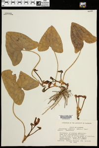 Hexastylis arifolia image