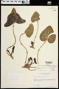 Hexastylis arifolia image