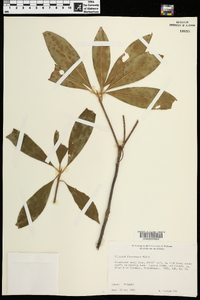 Illicium floridanum image