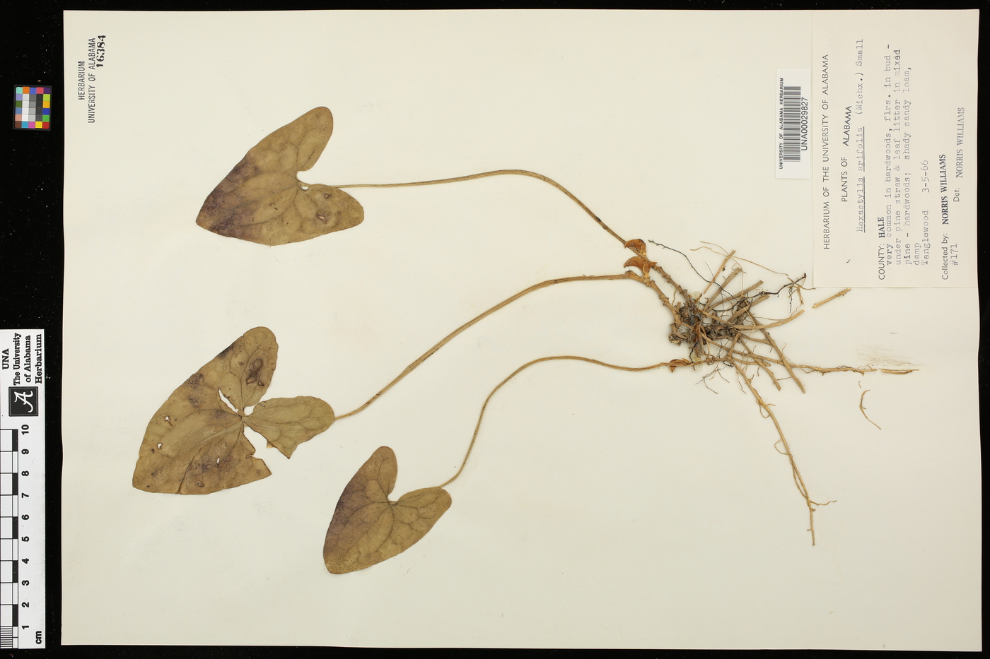 Hexastylis arifolia image