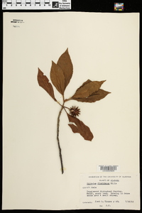 Illicium floridanum image