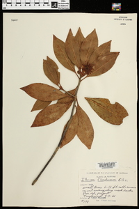 Illicium floridanum image