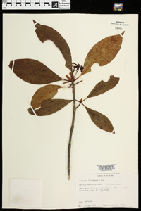 Illicium floridanum image