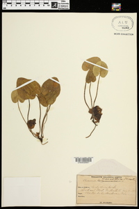 Asarum marmoratum image