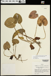 Hexastylis shuttleworthii image