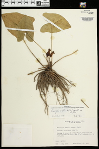 Hexastylis arifolia var. arifolia image