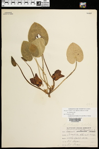 Hexastylis shuttleworthii image