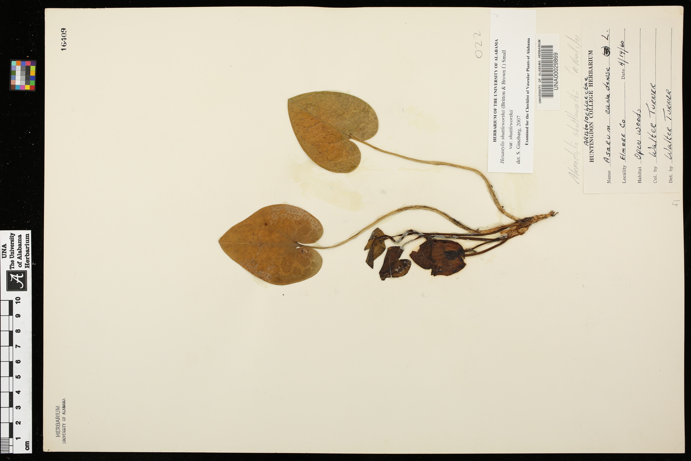 Hexastylis shuttleworthii var. shuttleworthii image