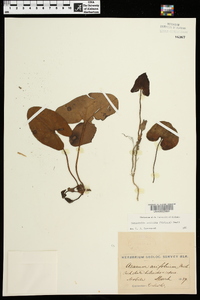 Hexastylis arifolia image