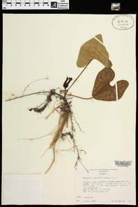 Hexastylis arifolia image