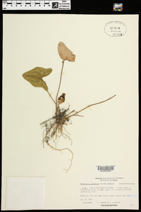 Hexastylis arifolia image