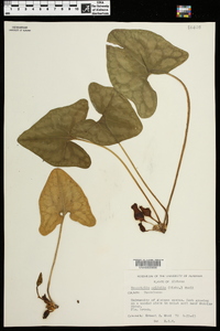 Hexastylis arifolia image