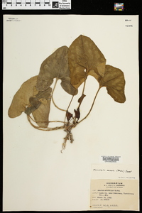 Hexastylis arifolia image