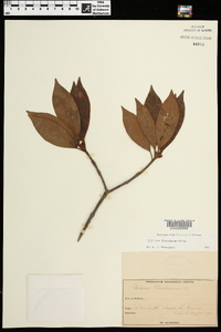 Illicium floridanum image