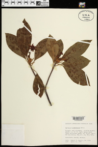 Illicium floridanum image