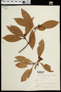 Illicium floridanum image