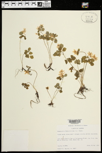 Anemonella thalictroides image