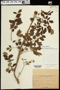 Thalictrum amphibolum image