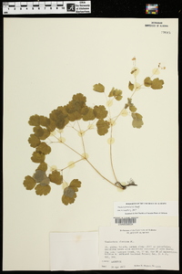 Thalictrum mirabile image