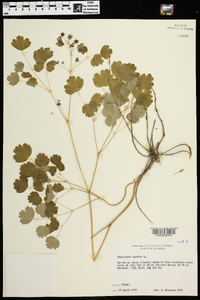 Thalictrum dioicum image