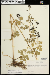 Thalictrum amphibolum image