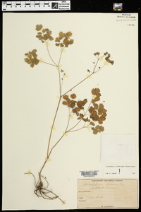 Thalictrum dioicum image