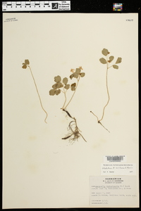 Anemonella thalictroides image