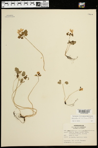 Anemonella thalictroides image