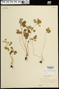 Anemonella thalictroides image