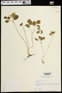 Anemonella thalictroides image