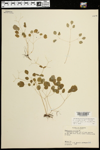 Thalictrum clavatum image