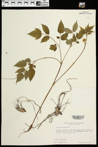 Actaea pachypoda image