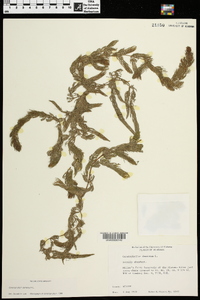 Ceratophyllum demersum image