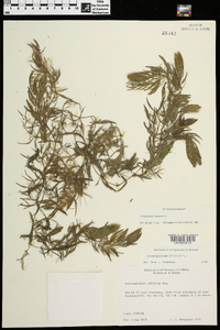 Ceratophyllum demersum image