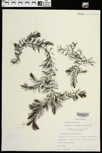 Ceratophyllum echinatum image