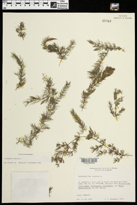 Ceratophyllum demersum image