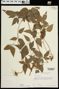 Clematis crispa image