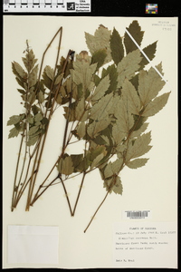 Actaea racemosa image